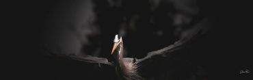 A bird spreads its wings in dark, moody lighting.