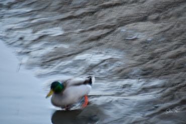 A blurred mallard duck standing on wet ground near water.