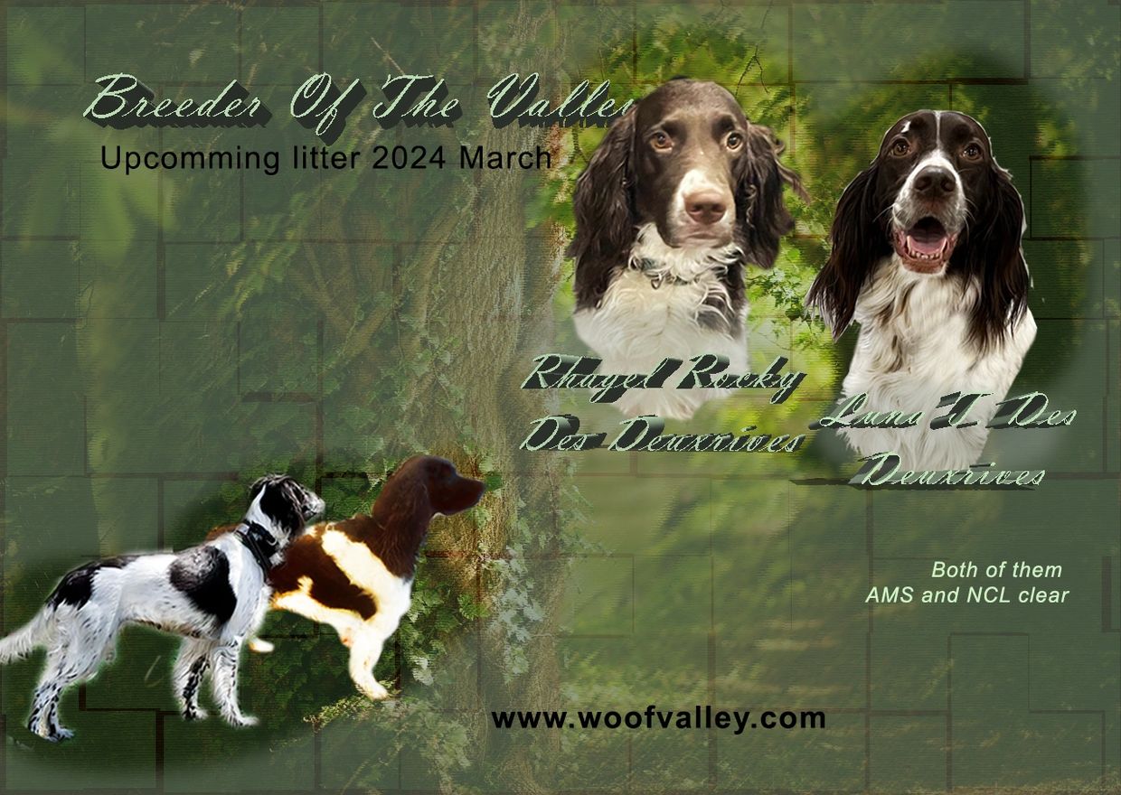 
american bully puppy for sale ontario
australian shepherd puppy for sale ontario kijiji
akita