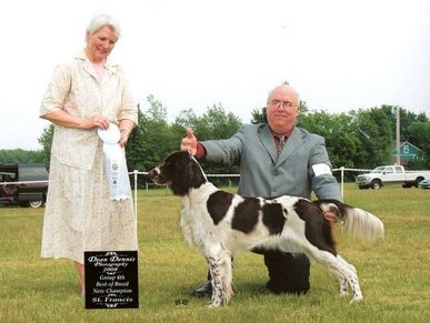 CH Haniel Des Deuxrives show dog, adorable dog, family dog, hunting dog
