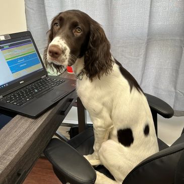 Sunny, the french spaniel puppy, is sitting at the computer. 