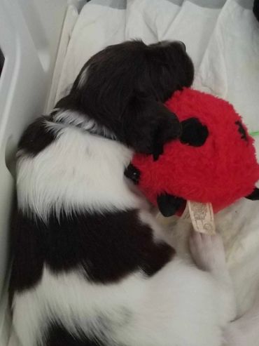 dog for sale Ontario, kijiji, puppy for sale, puppy, family, family dog, dog for agility, best frien