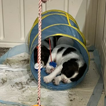dog for sale Ontario, kijiji, puppy for sale, puppy, family, family dog, dog for agility, best frien