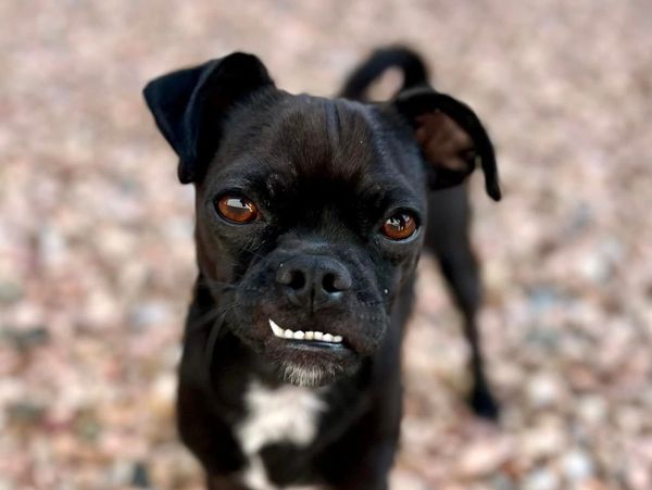 Black pug mix rescued after being found in the streets