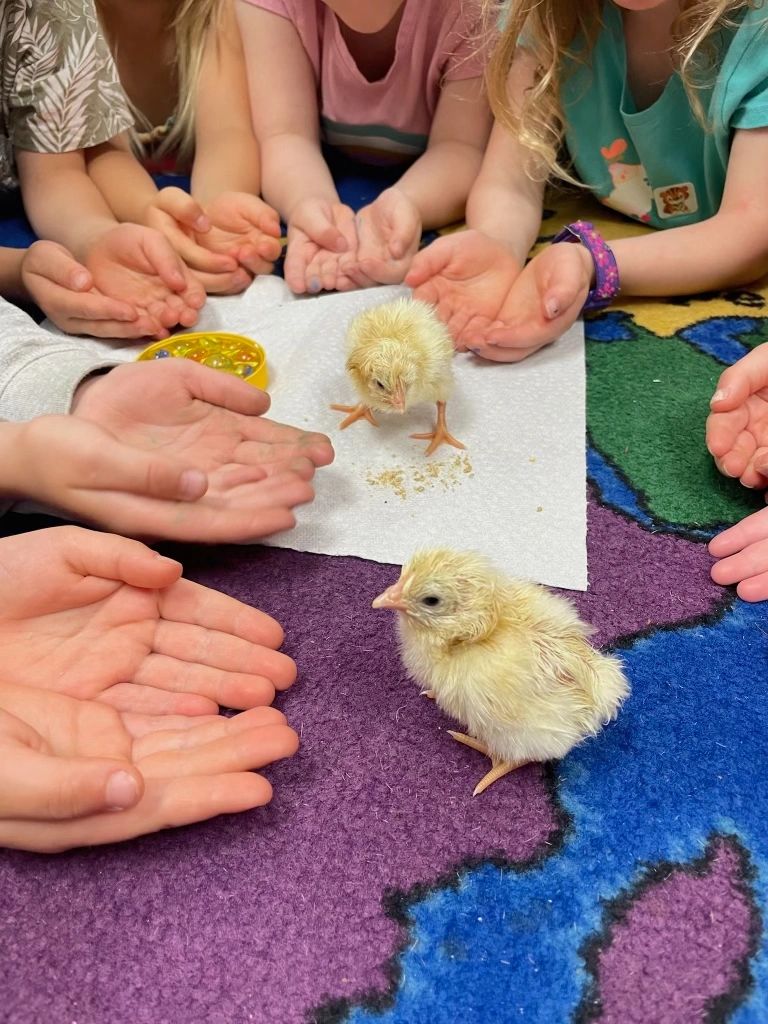 Children with open hands allows baby chicks to climb into their hands.