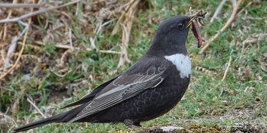 Black bird with white patch holding worms in its beak.