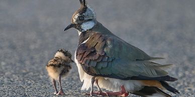 A bird with its chick on a road.