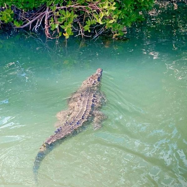 crocodile spotted on eco tour