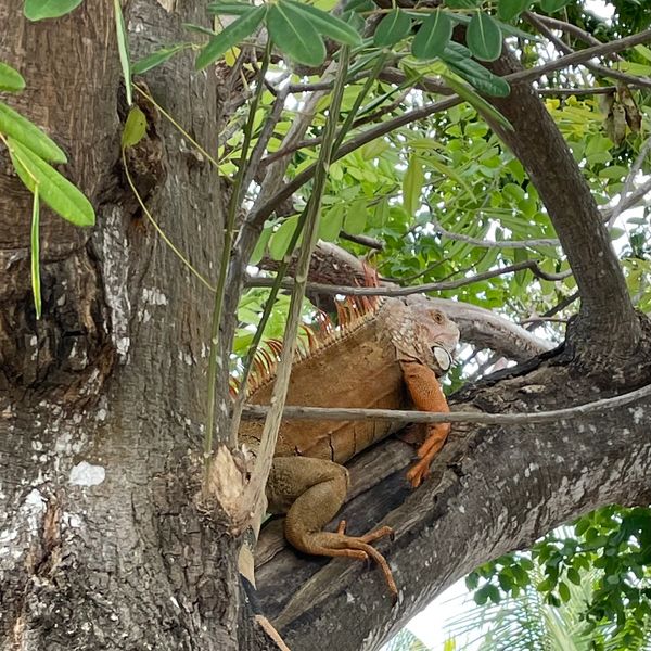 iguana on nature cruise