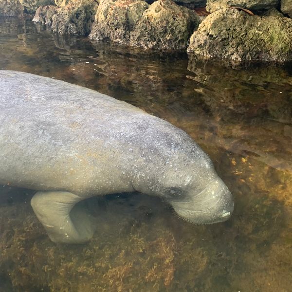 manatee on nature cruise