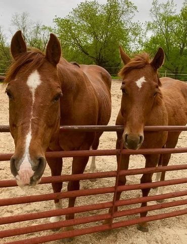 dancer rafi horses brothers grazing gratitude coaching cassandra johnson