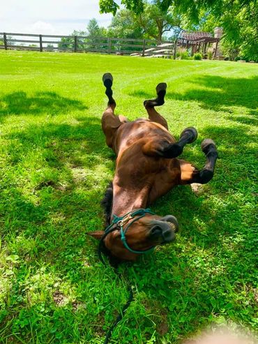 bodhi horse rolling in grass happy times grazing gratitude coaching cassandra johnson