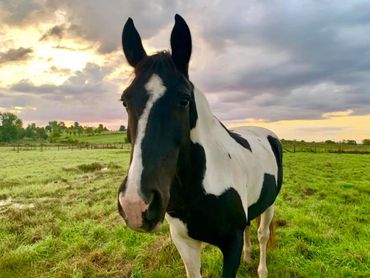 Indy horse in field peaceful horse coaching grazing gratitude cassandra johnson indigo trails