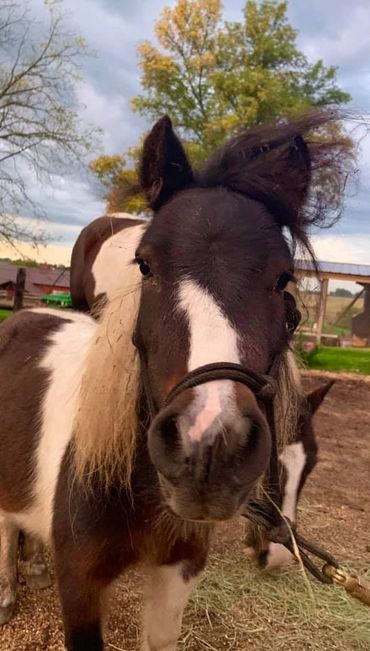 Manley miniture horse hay indigo trails cassandra johnson coaching grazing gratitude