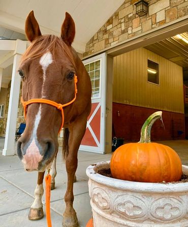 halloween horse horse first farm dancer cassandra johnson coaching grazing gratitude orange