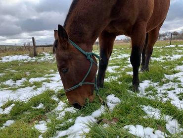 bodhi horse in snow grazing gratitude coaching cassandra johnson indigo trails