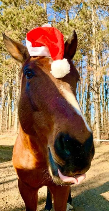 santa hat on horse brody horse first farm cassandra johnson coaching grazing gratitude christmas 