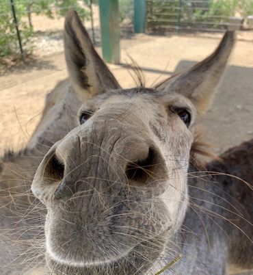 donkey donkey sanctuary donkey nose bonaire