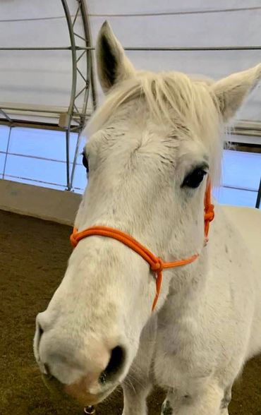 jasper horse first farm white horse grazing gratitude coaching cassandra johnson halter orange