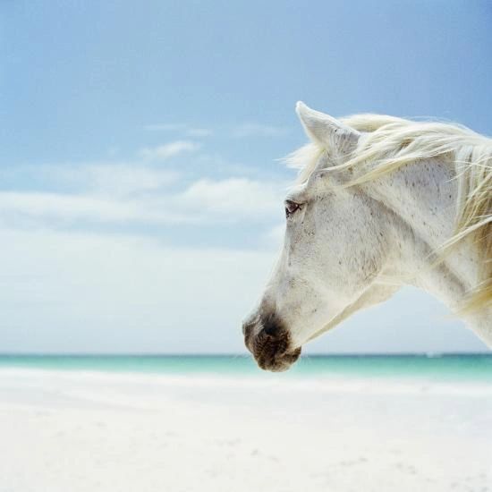 white horse on beach ocean horse grazing gratitude coaching cassandra johnson retreats equine 