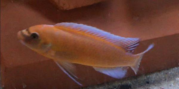 Oth's Cichlids - Labeotropheus Chilumba