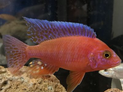 Aulonocara FireFish - Oth's Cichlids 
