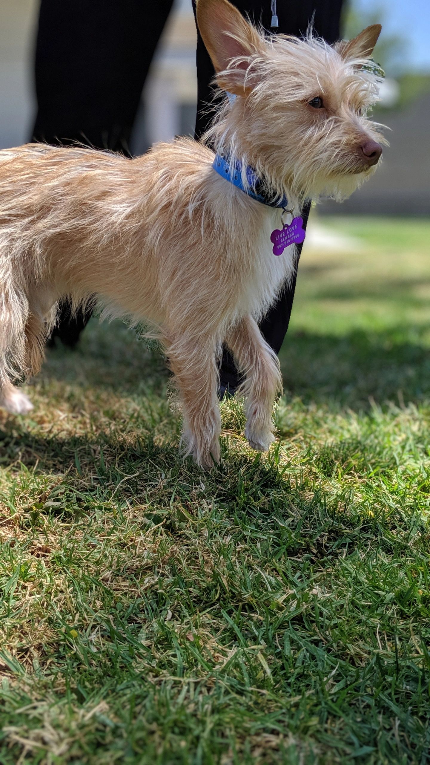 Love Leo Rescue - FOSTERS NEEDED!! We need fosters for 4 #sheepdog puppies  and their mom who are being surrendered to us this afternoon. Fosters will  have first dibs at adopting these