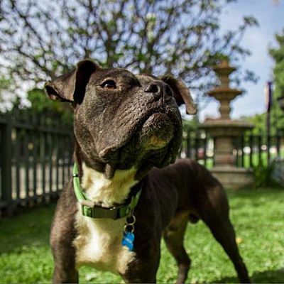 Handsome Mushroom, looking out for his ball to be thrown