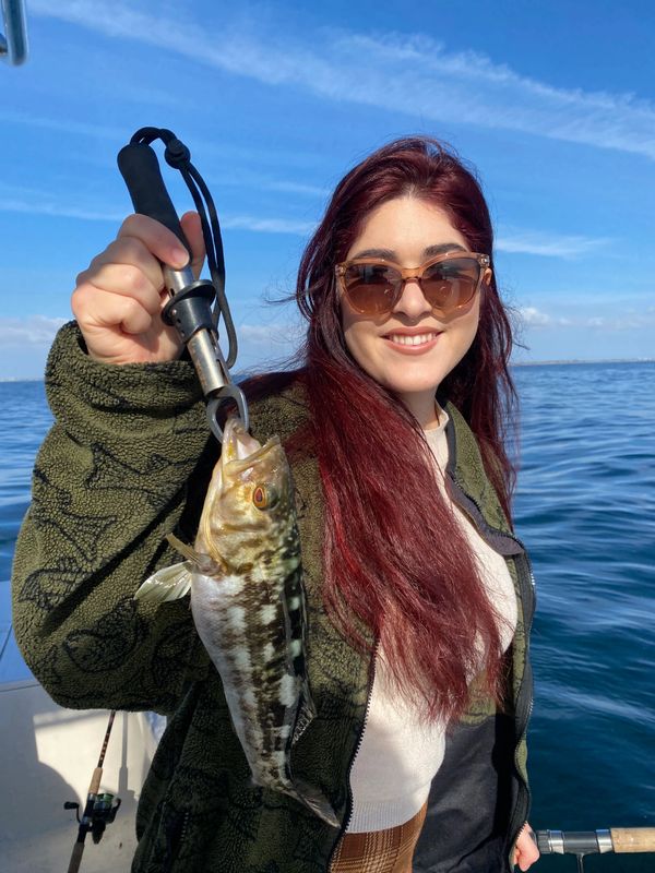 Another huge @gailforce_triton_sportfishing calico #bass. #fishing #gofish  #ocean #island #ladyangler #womenfishtoo