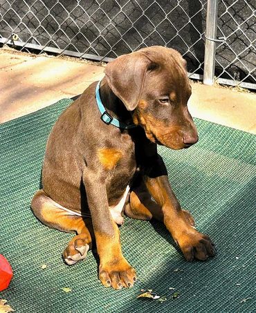A young Doberman puppy sitting on a green mat in sunlight.
