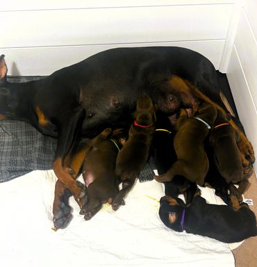 Doberman mother nursing her litter of puppies in a cozy corner.