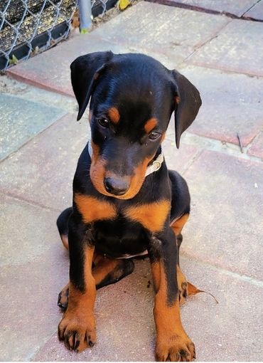 Adorable black and tan puppy sitting on a paved surface.