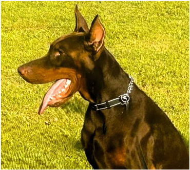 Victor