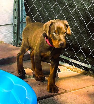 A brown puppy with a red collar walking on pavement near a blue plastic pool.