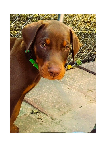 Close-up of a brown Doberman puppy with a green collar outdoors.