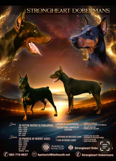 Strongheart Dobermans pedigree and health clearances with contact info.