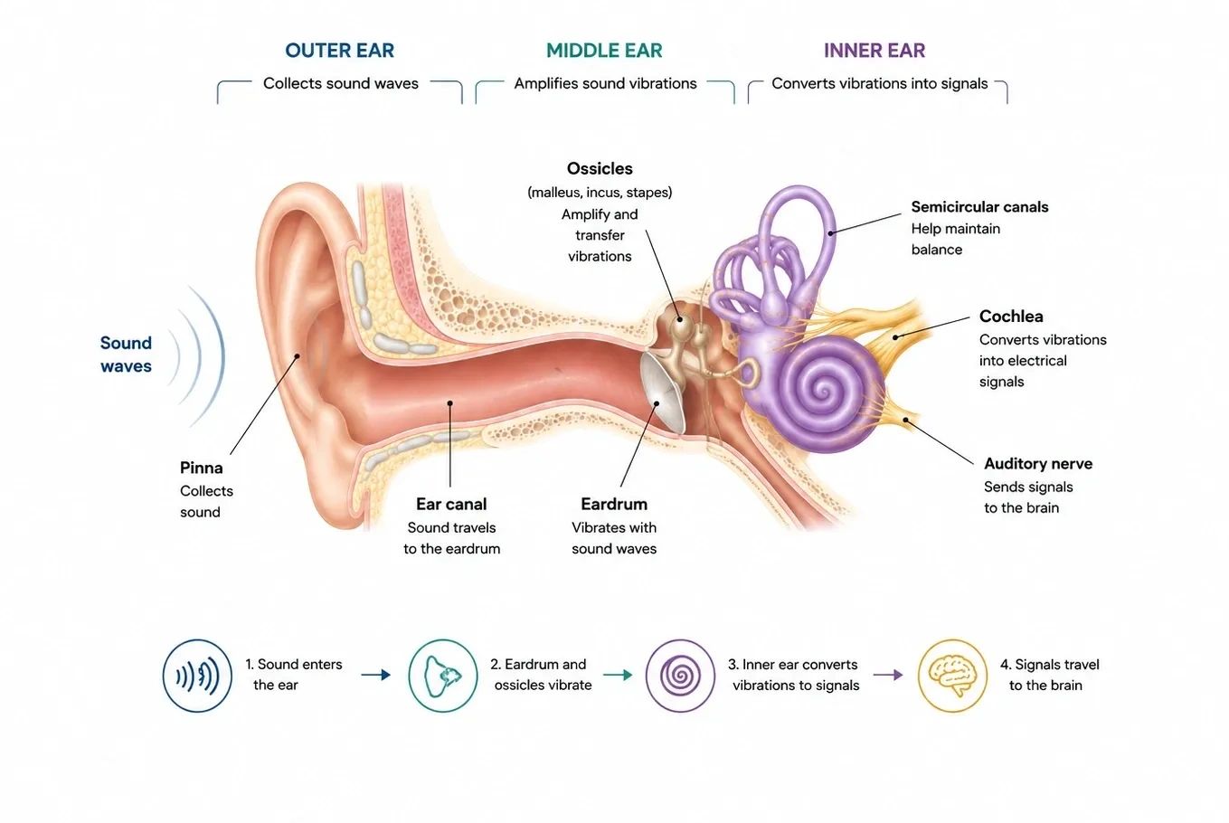 Ear Anatomy explaining how the ear works 