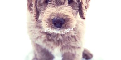 F1 Goldendoodle puppy.