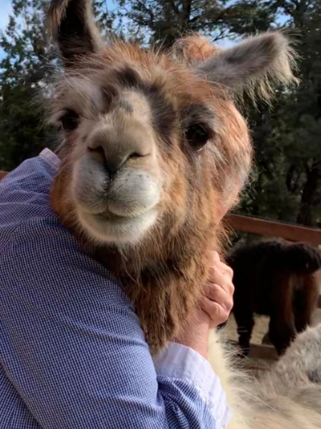 Billie Jo hugging a llama, showing the healing bond between people and animals.