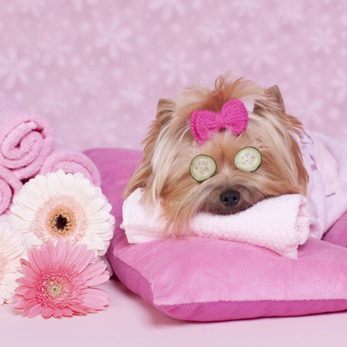 Doggy Hair Doos Dog Grooming Dog Grooming, Dog Groomer