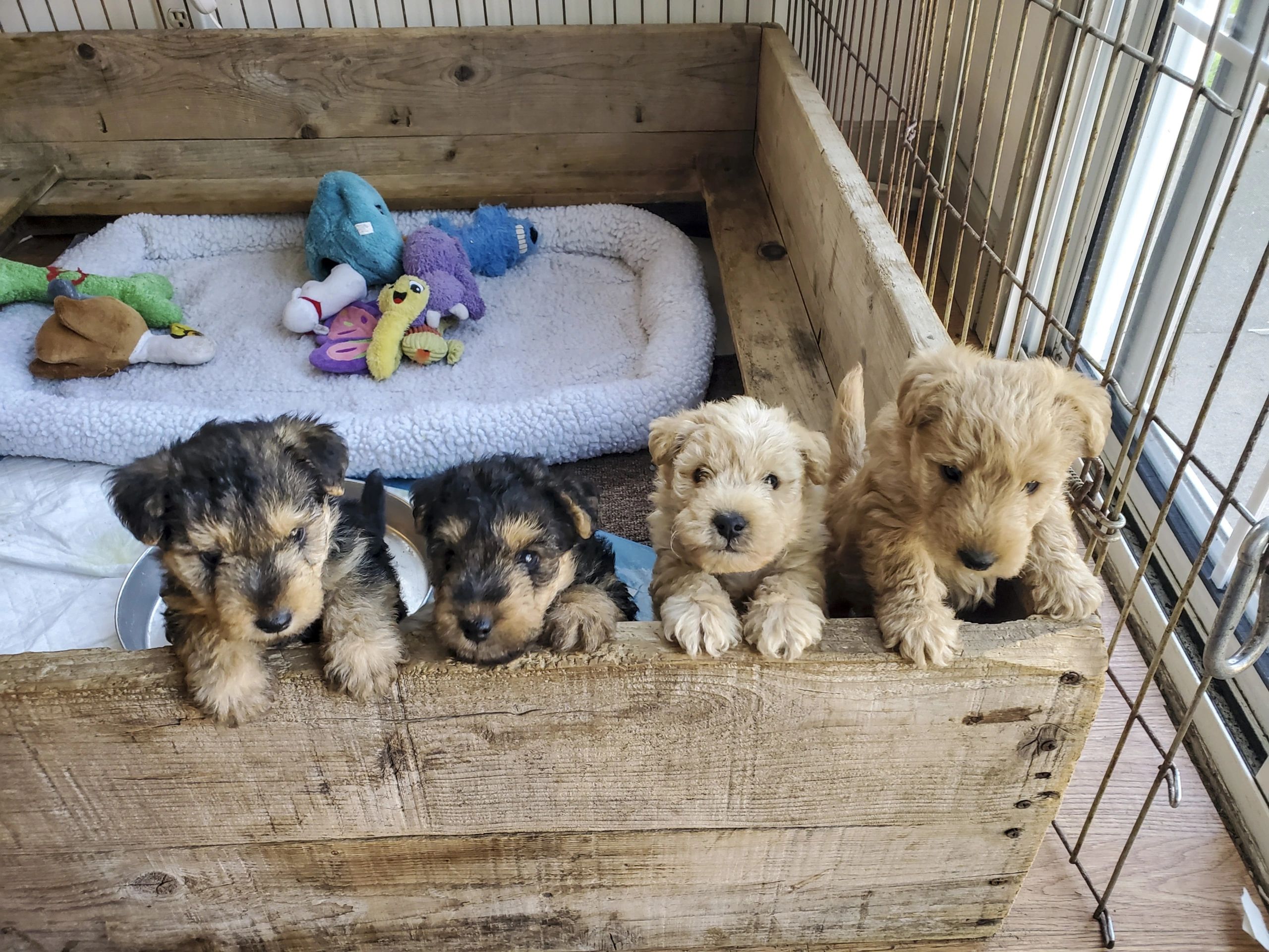 Jack Russell Irish Terrier Lakeland Terrier Poodle Mix Nova's Blue