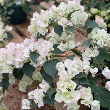 Bougainvillea Thai Delight, white with pink tips