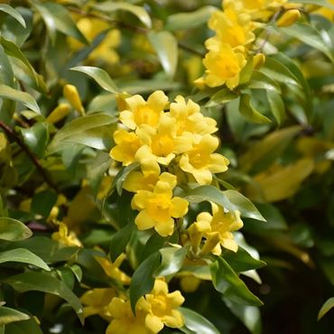 Carolina Jessamine