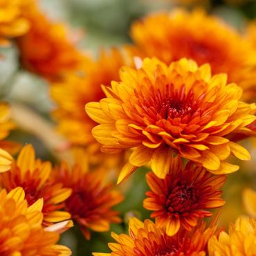 Orange Chrysanthemum