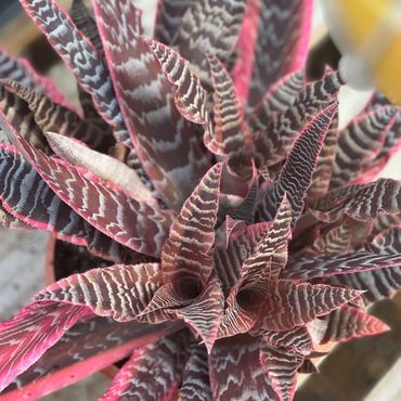 Cryptanthus