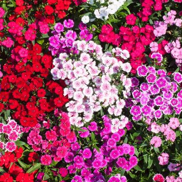 Dianthus