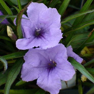 Dwarf Mexican Petunia
