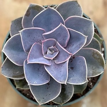 Purple Echeveria Perle Von Nurnberg succulent