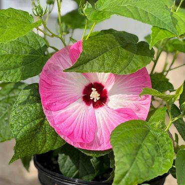 Hardy Hibiscus