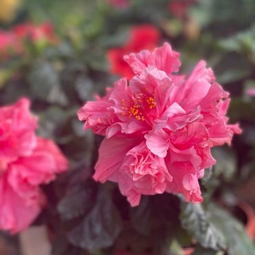 Pink Double Hibiscus